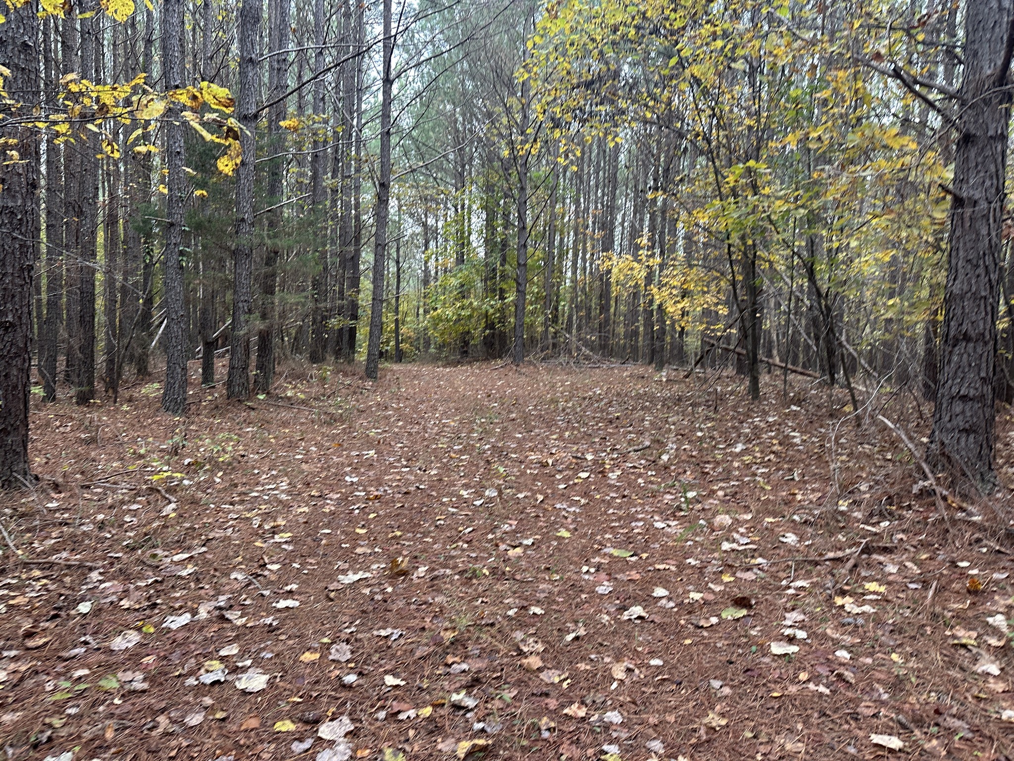 316 Arbor Linden, TN 37096 - Photo 2 of 12