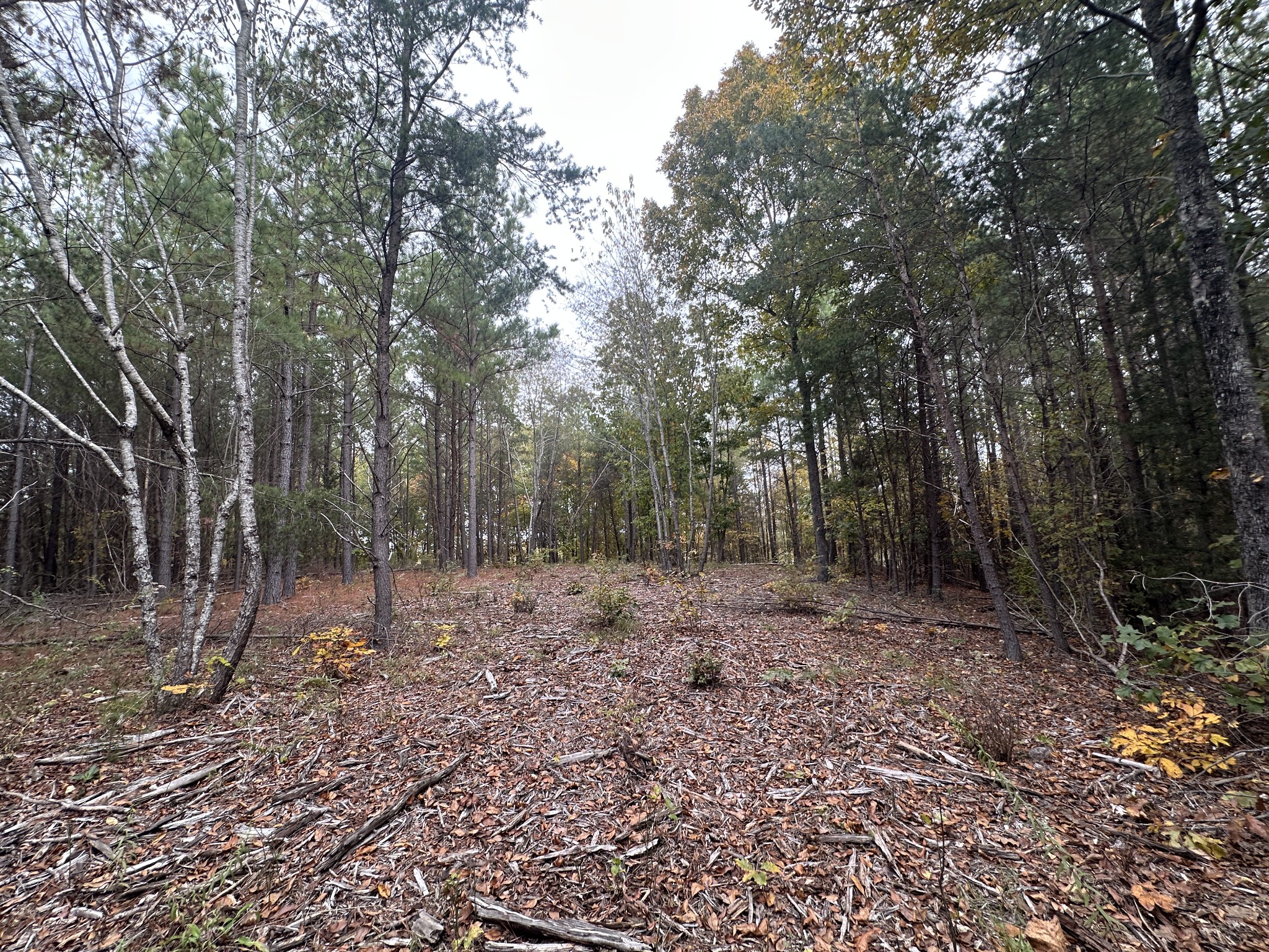 316 Arbor Linden, TN 37096 - Photo 3 of 12