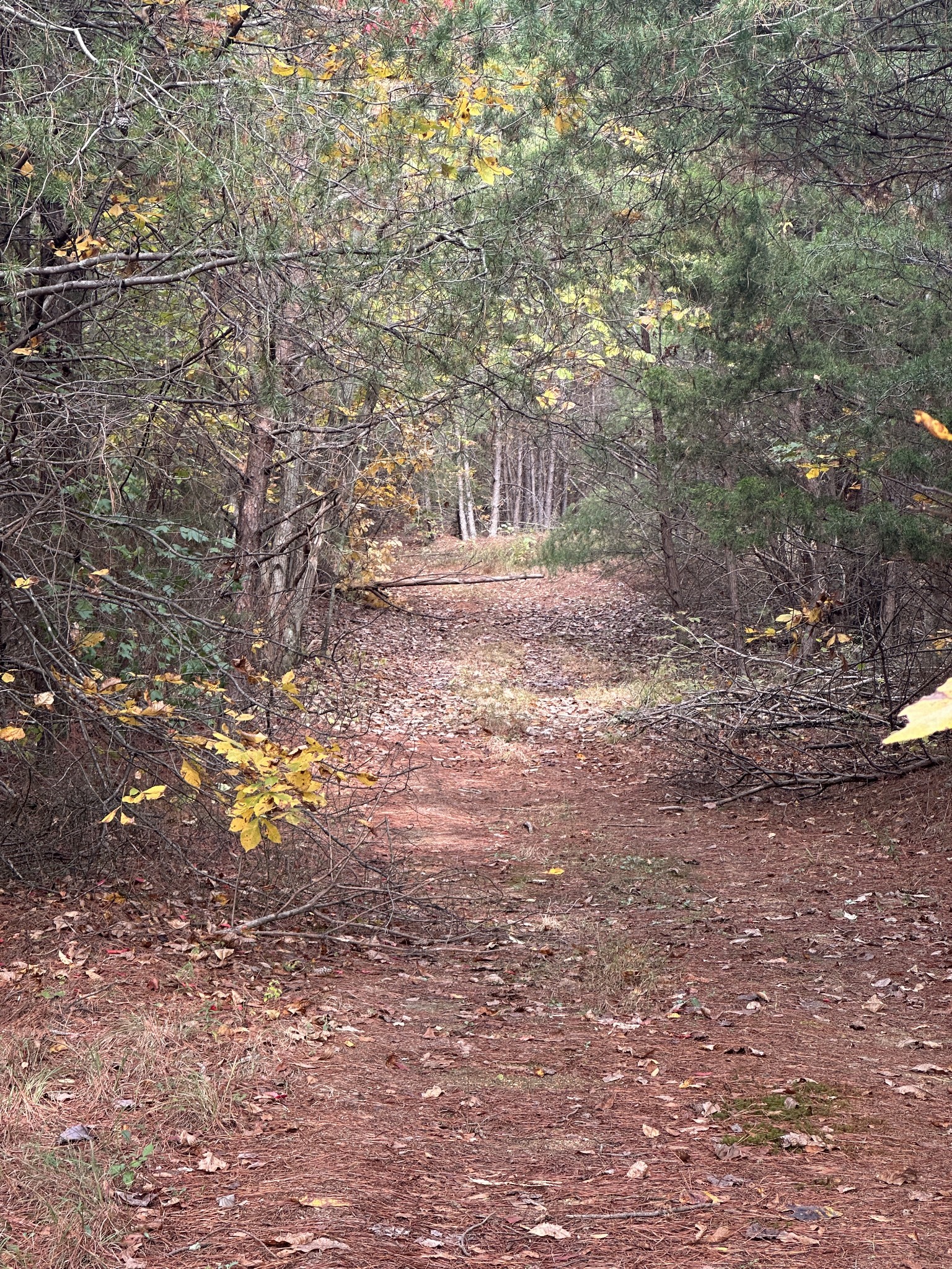 316 Arbor Linden, TN 37096 - Photo 4 of 12