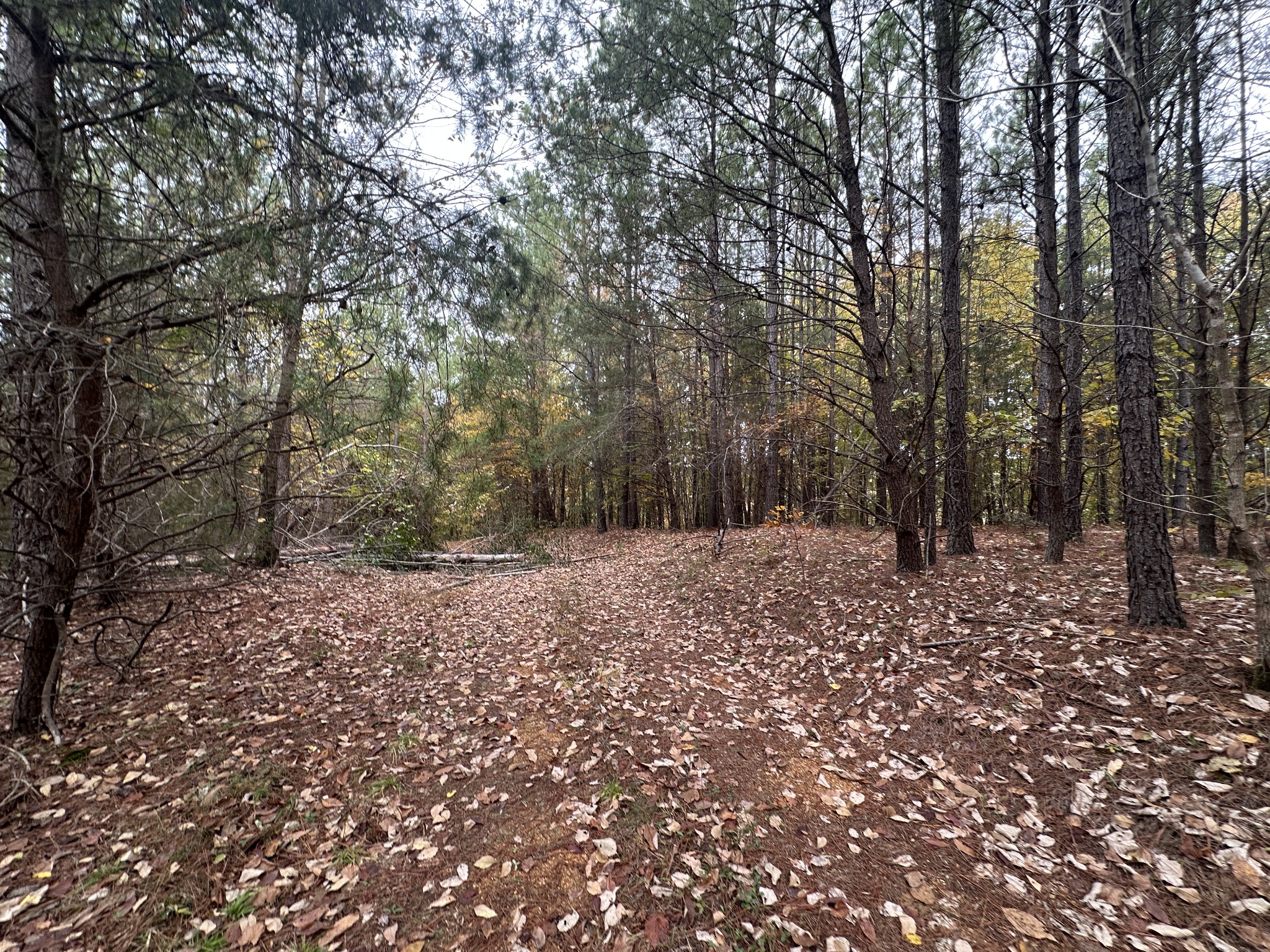 316 Arbor Linden, TN 37096 - Photo 7 of 12