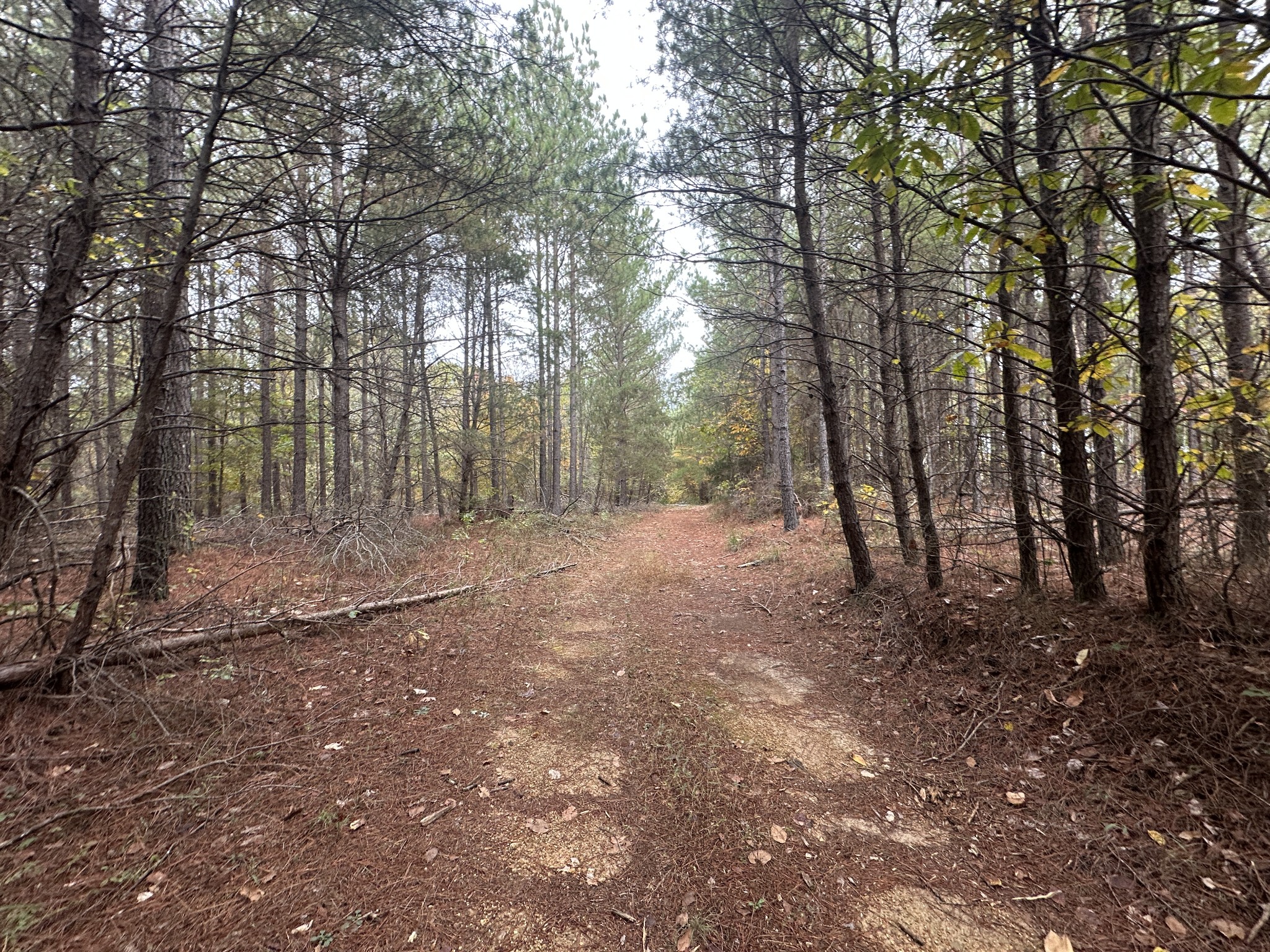 316 Arbor Linden, TN 37096 - Photo 8 of 12