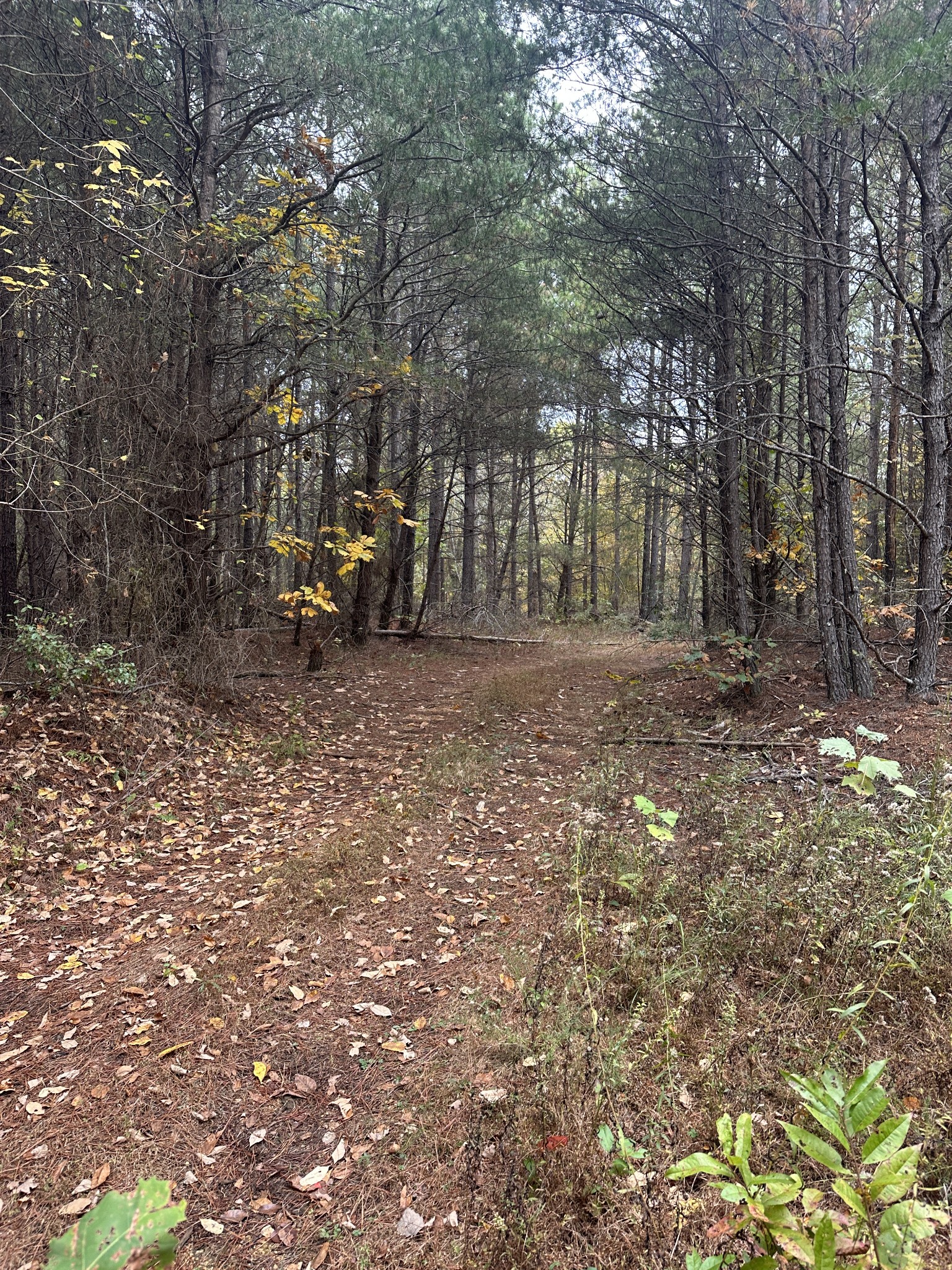 316 Arbor Linden, TN 37096 - Photo 9 of 12