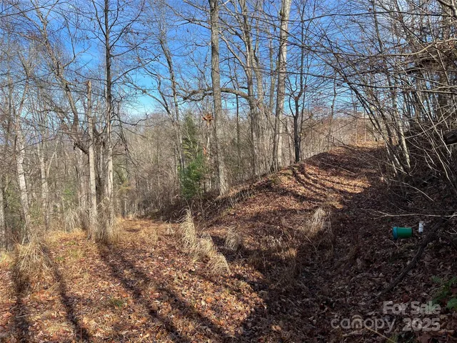 a view of a forest with a tree