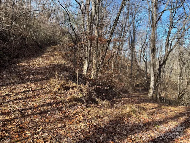a view of a forest with trees