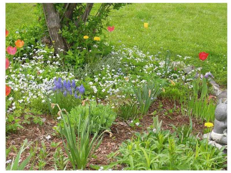 188 Presque Isle Street Fort Fairfield, ME 04742 - Photo 27 of 28 Yard/Garden.