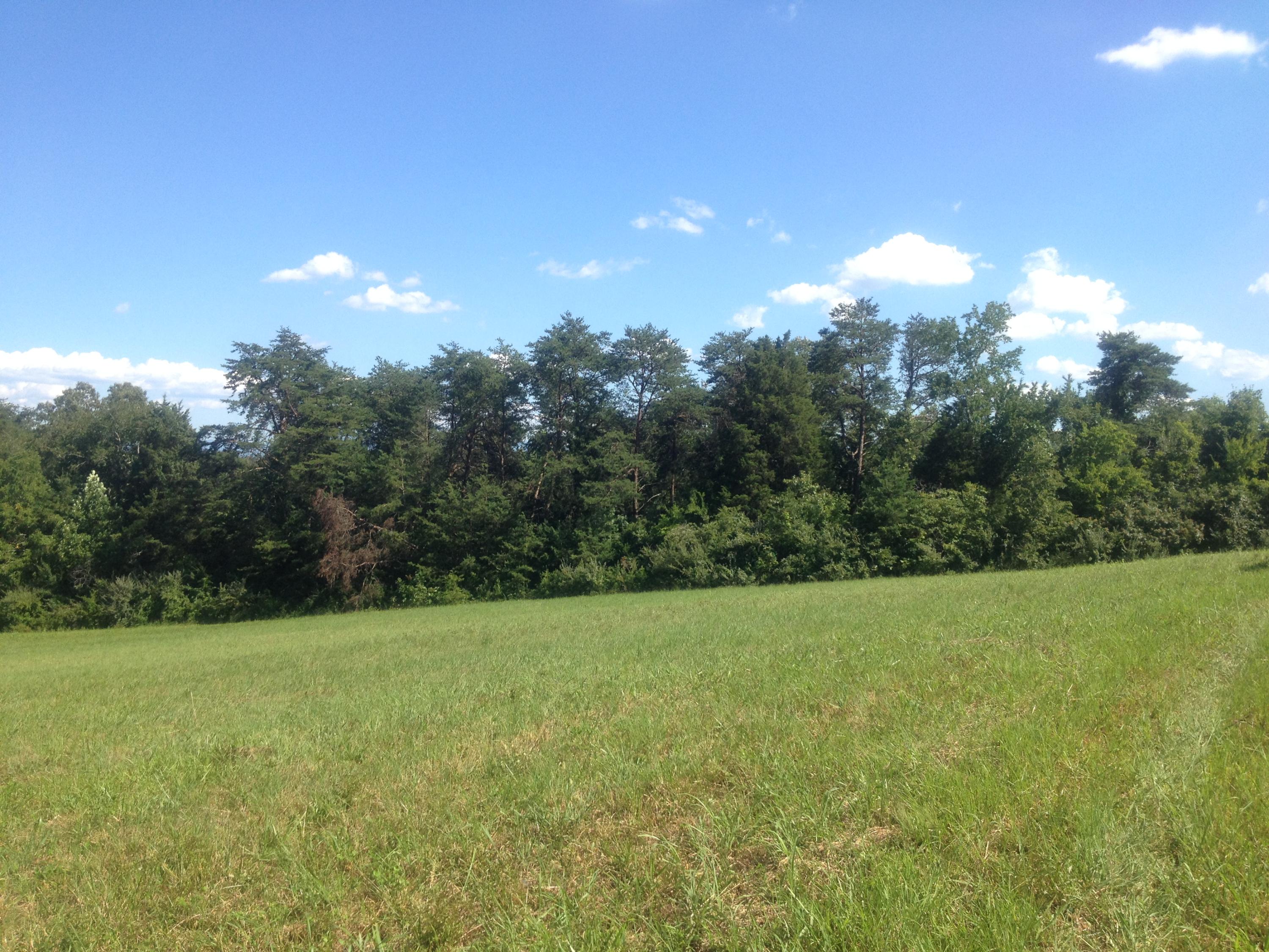 Lot 9 Sockless Road Dandridge, TN 37725 - Photo 2 of 4 Trees for privacy 2