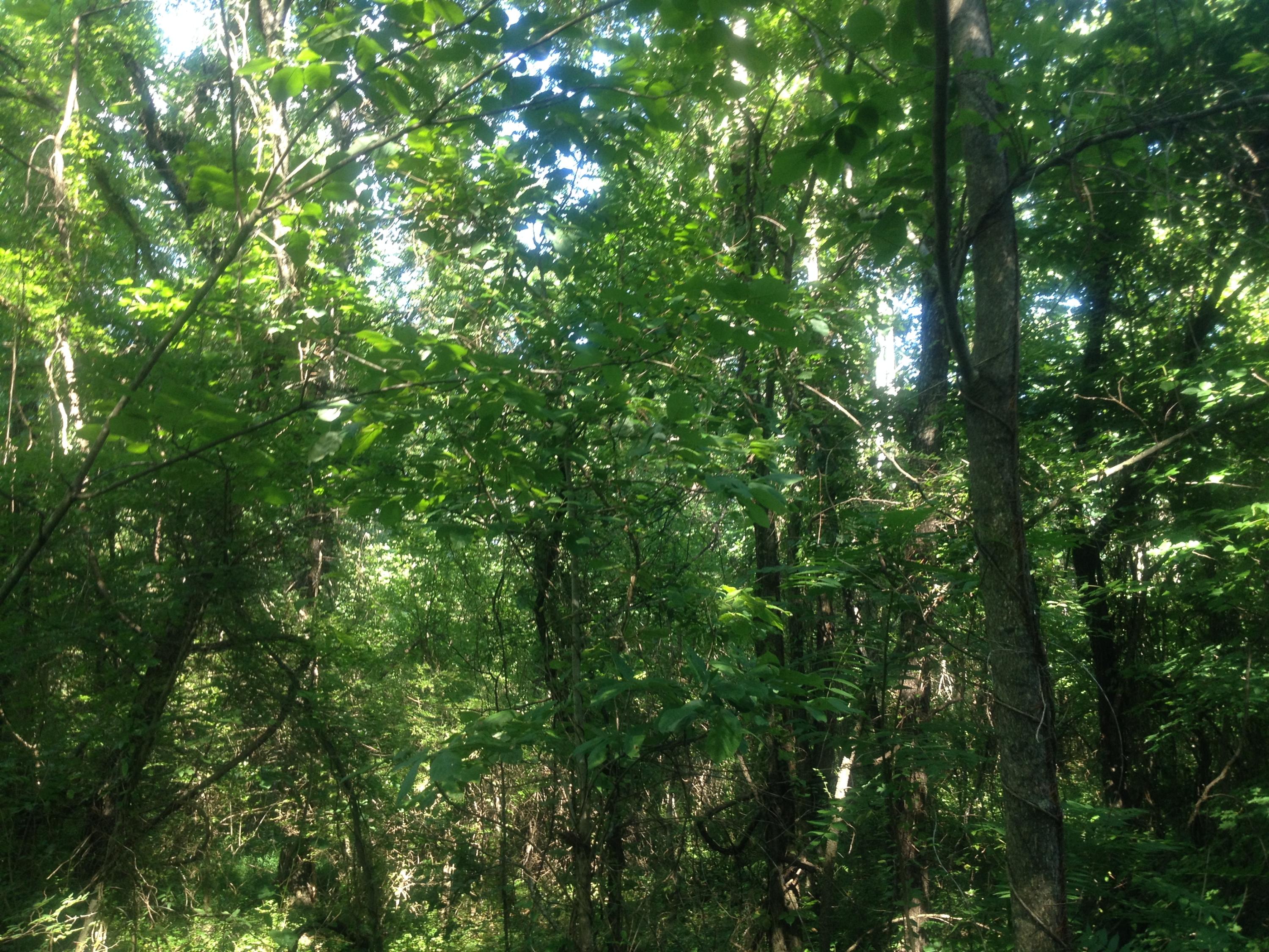 Lot 9 Sockless Road Dandridge, TN 37725 - Photo 3 of 4 Wooded area