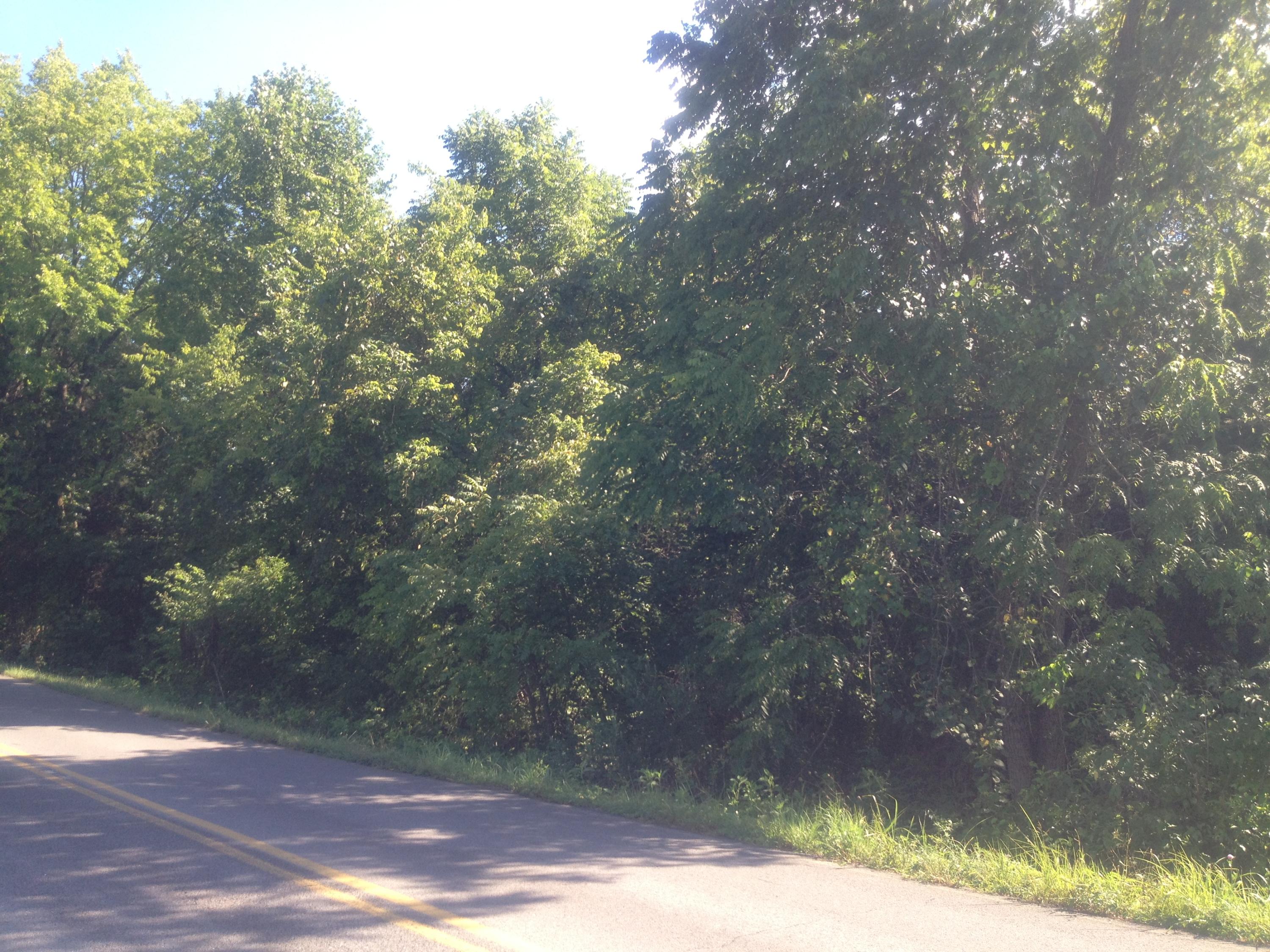 Lot 9 Sockless Road Dandridge, TN 37725 - Photo 4 of 4 More acreage wooded street view