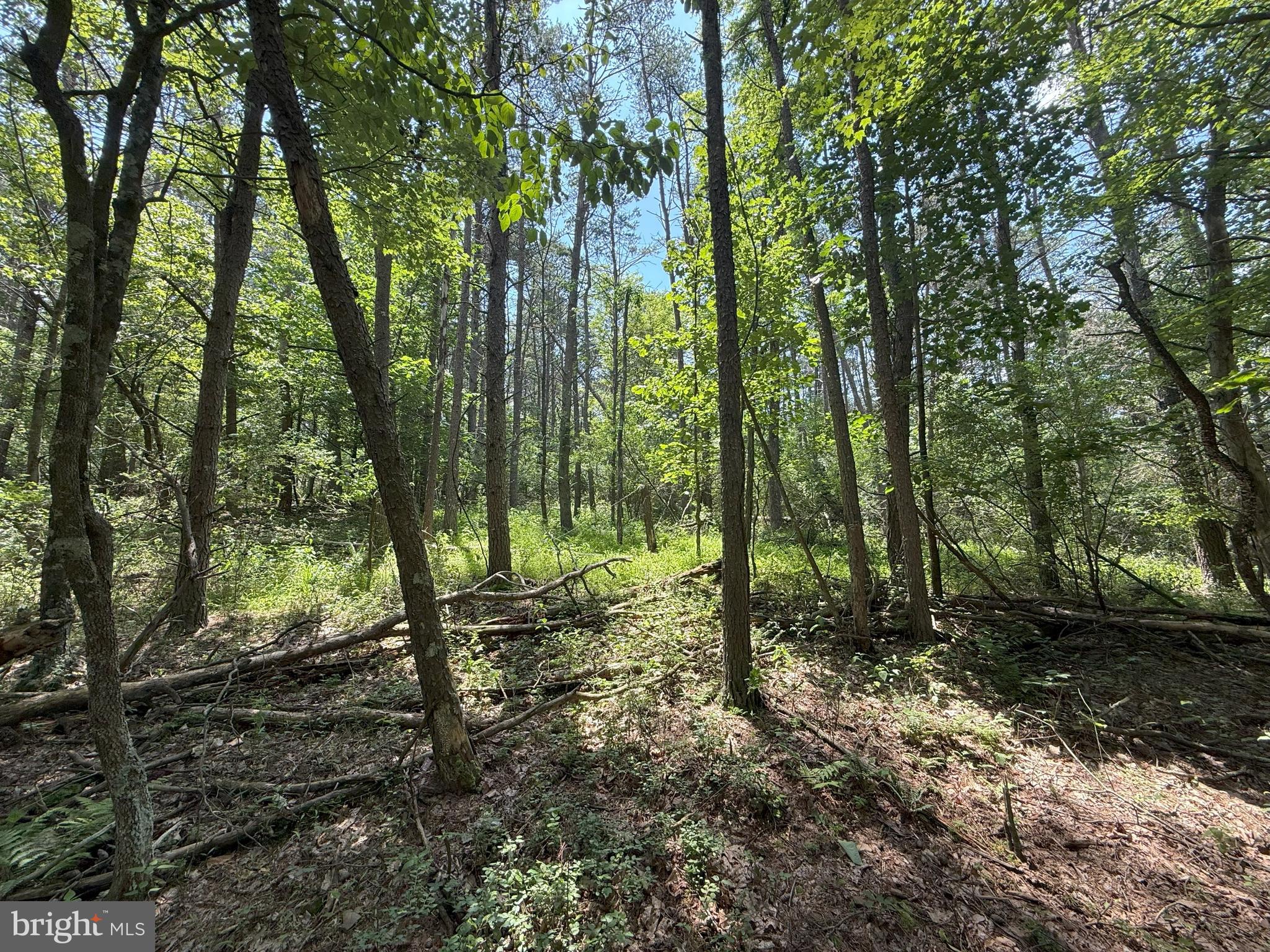 14.5 Ac Pcl A- Off Virginia Line Road Berkeley Springs, WV 25411 - Photo 3 of 14 Gallery Image 3