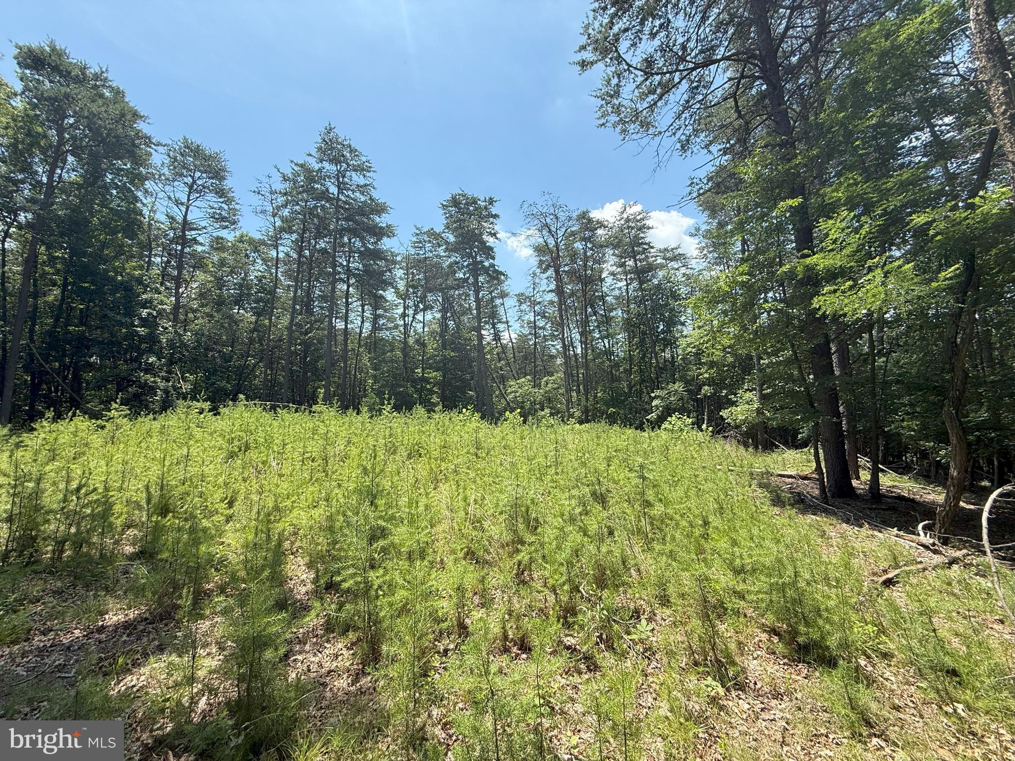 14.5 Ac Pcl A- Off Virginia Line Road Berkeley Springs, WV 25411 - Photo 4 of 14 Gallery Image 4