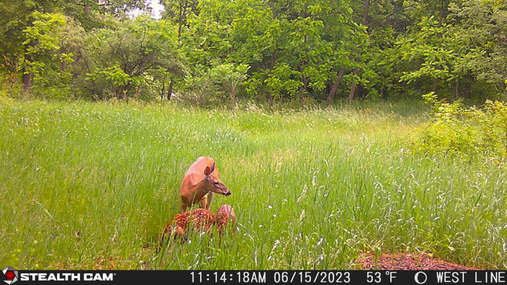 1 Butwell Road Bear Lake, MI 49614 - Photo 11 of 15 More deer