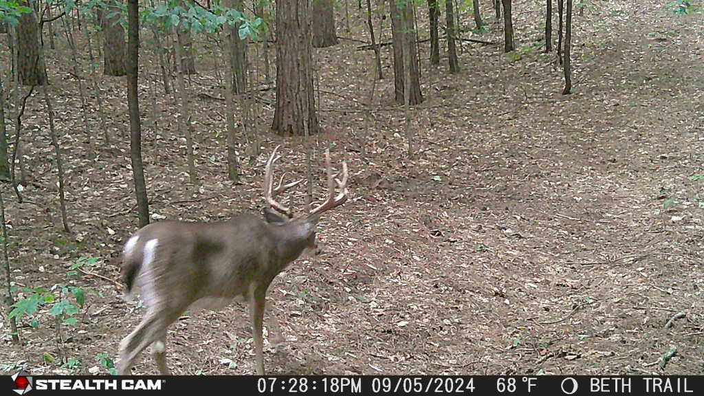 1 Butwell Road Bear Lake, MI 49614 - Photo 9 of 15 Plenty of wildlife