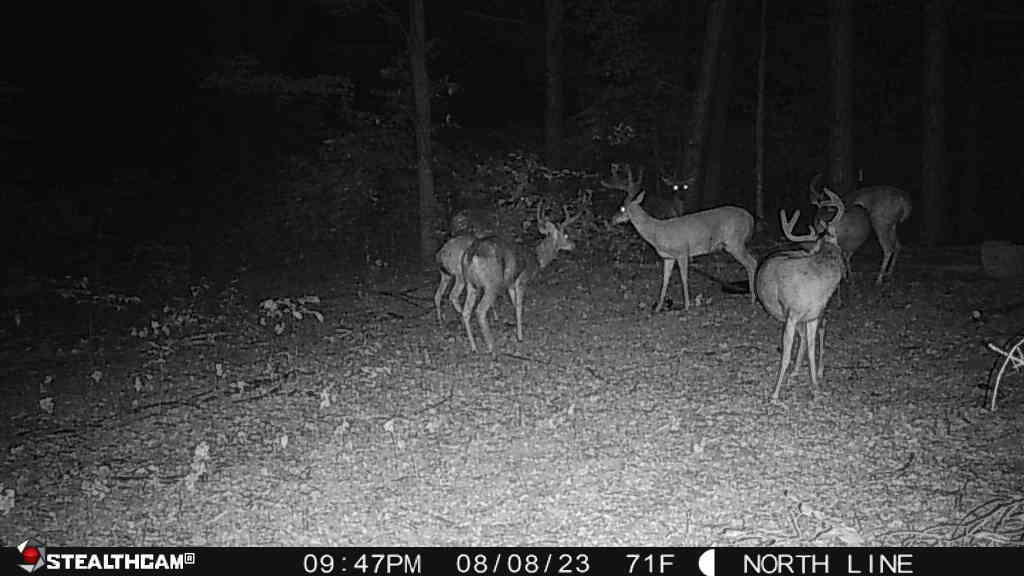 1 Butwell Road Bear Lake, MI 49614 - Photo 10 of 15 Stag party