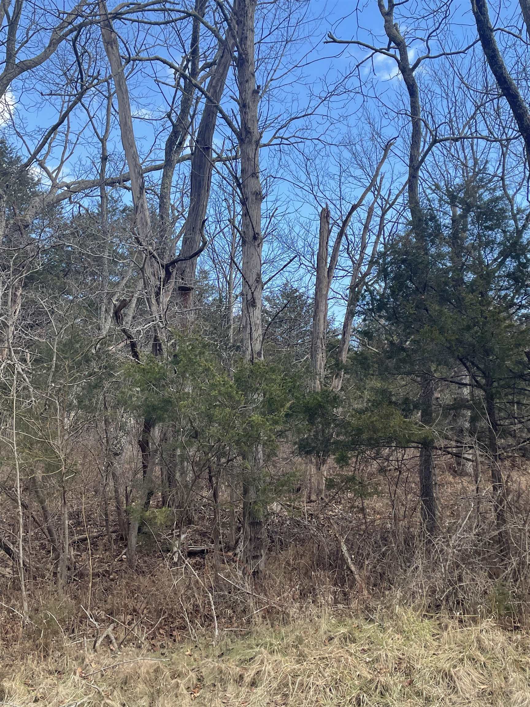 a view of a yard with a tree