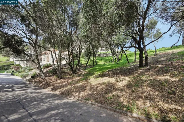 a view of a tree with a yard