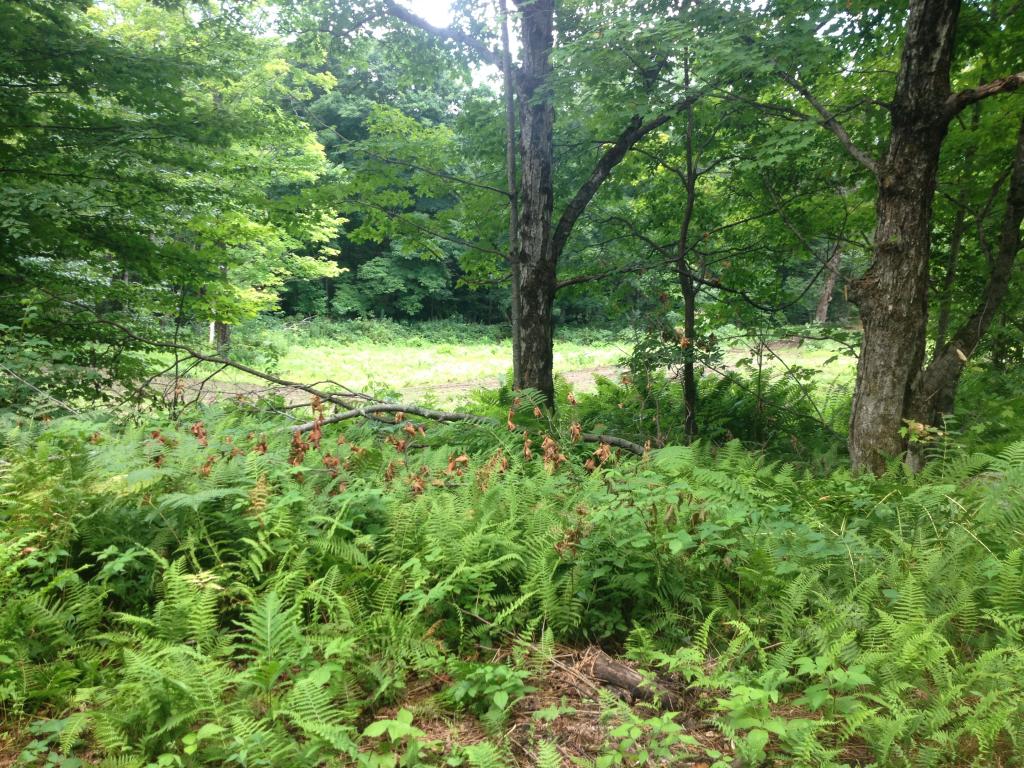 Lot 3 Toad Road Windham, VT 05359 - Photo 1 of 16