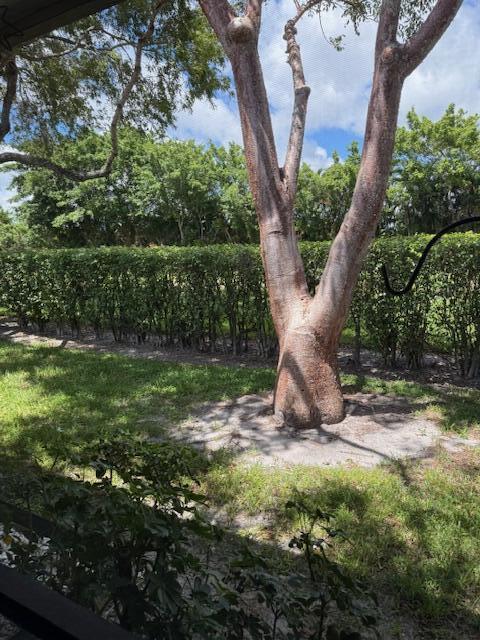 8025 Whispering Palm Drive Boca Raton, FL 33496 - Photo 21 of 27 a view of a yard with a tree