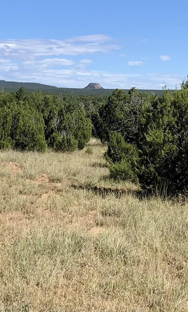 305 A Cr Ribera, NM 87560 - Photo 20 of 23