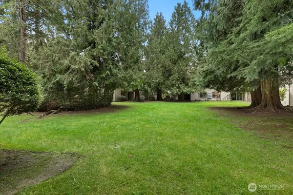 a view of a yard with a large trees