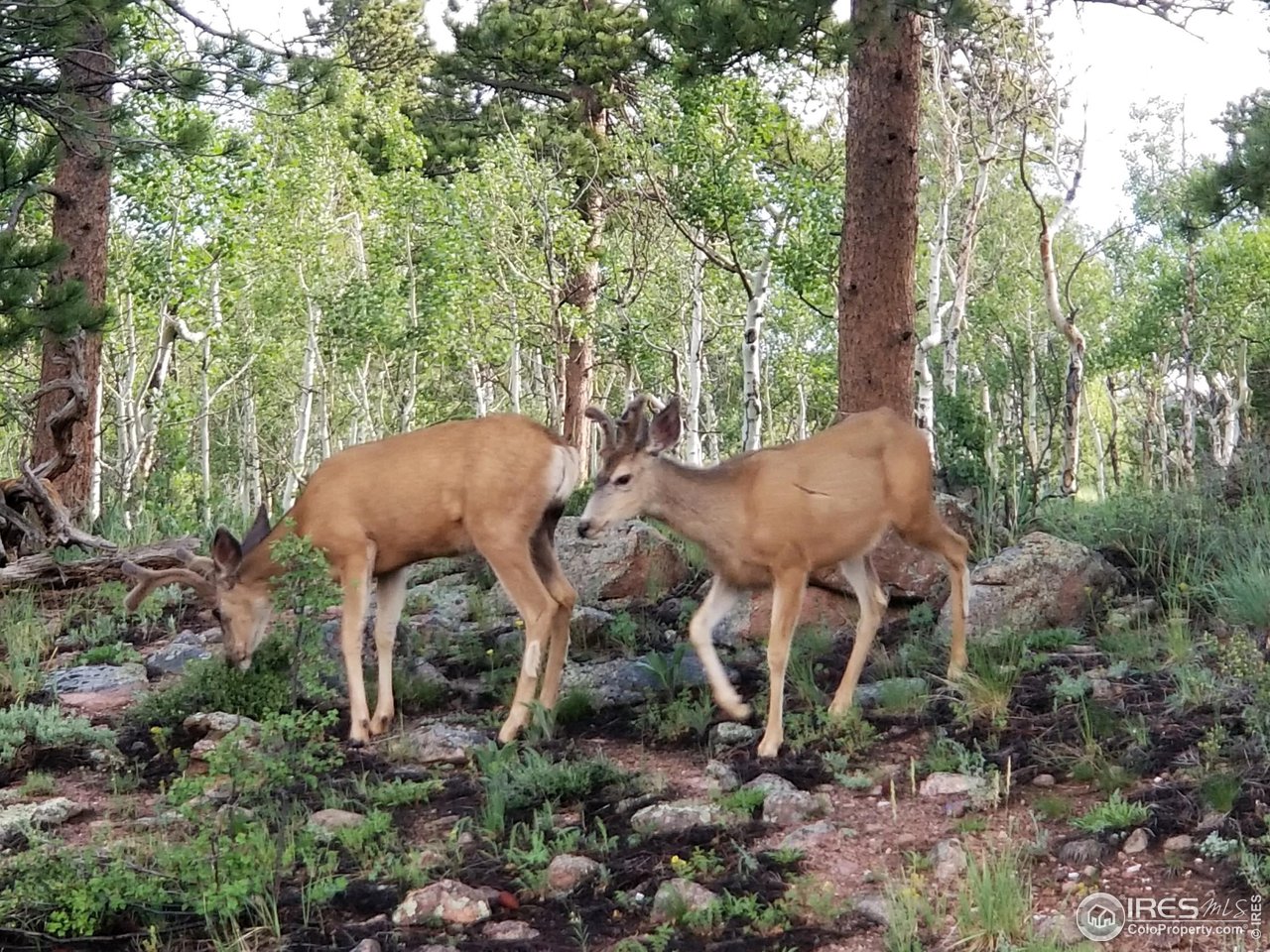 36 Comanche Circle Red Feather Lakes, CO 80545 - Photo 22 of 40 a view of a backyard