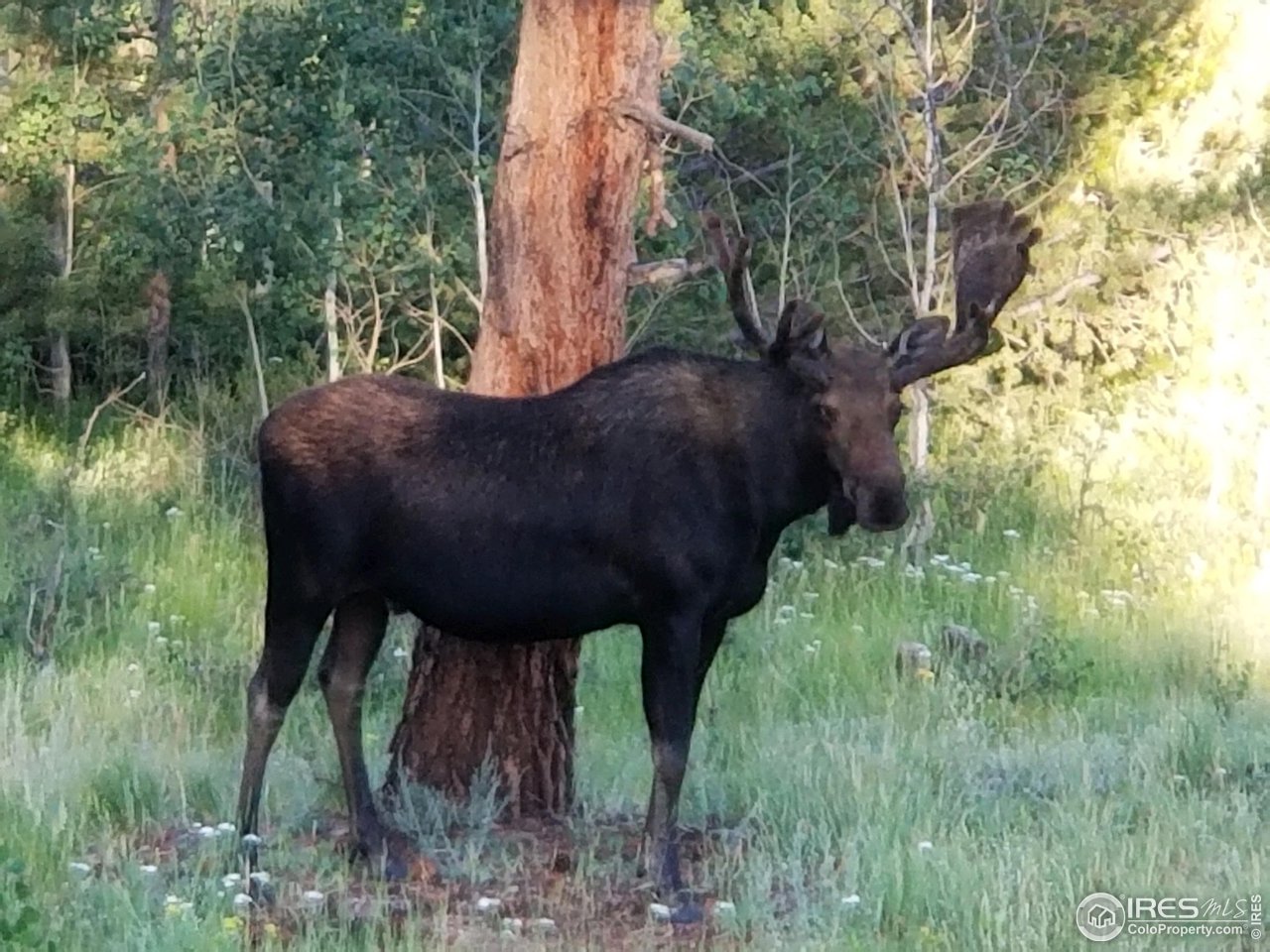 36 Comanche Circle Red Feather Lakes, CO 80545 - Photo 23 of 40 a view of a backyard