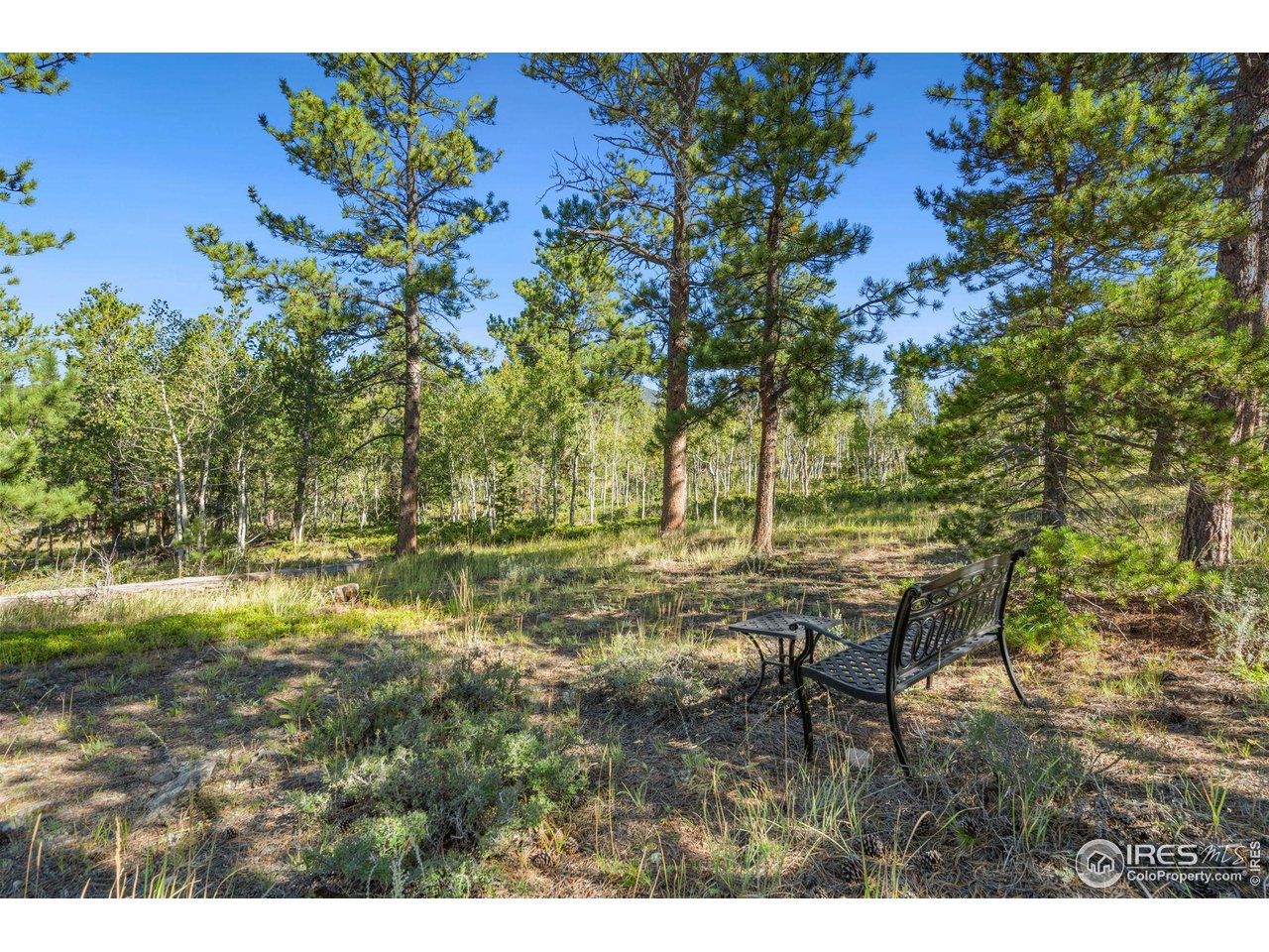 36 Comanche Circle Red Feather Lakes, CO 80545 - Photo 30 of 40 a view of yard