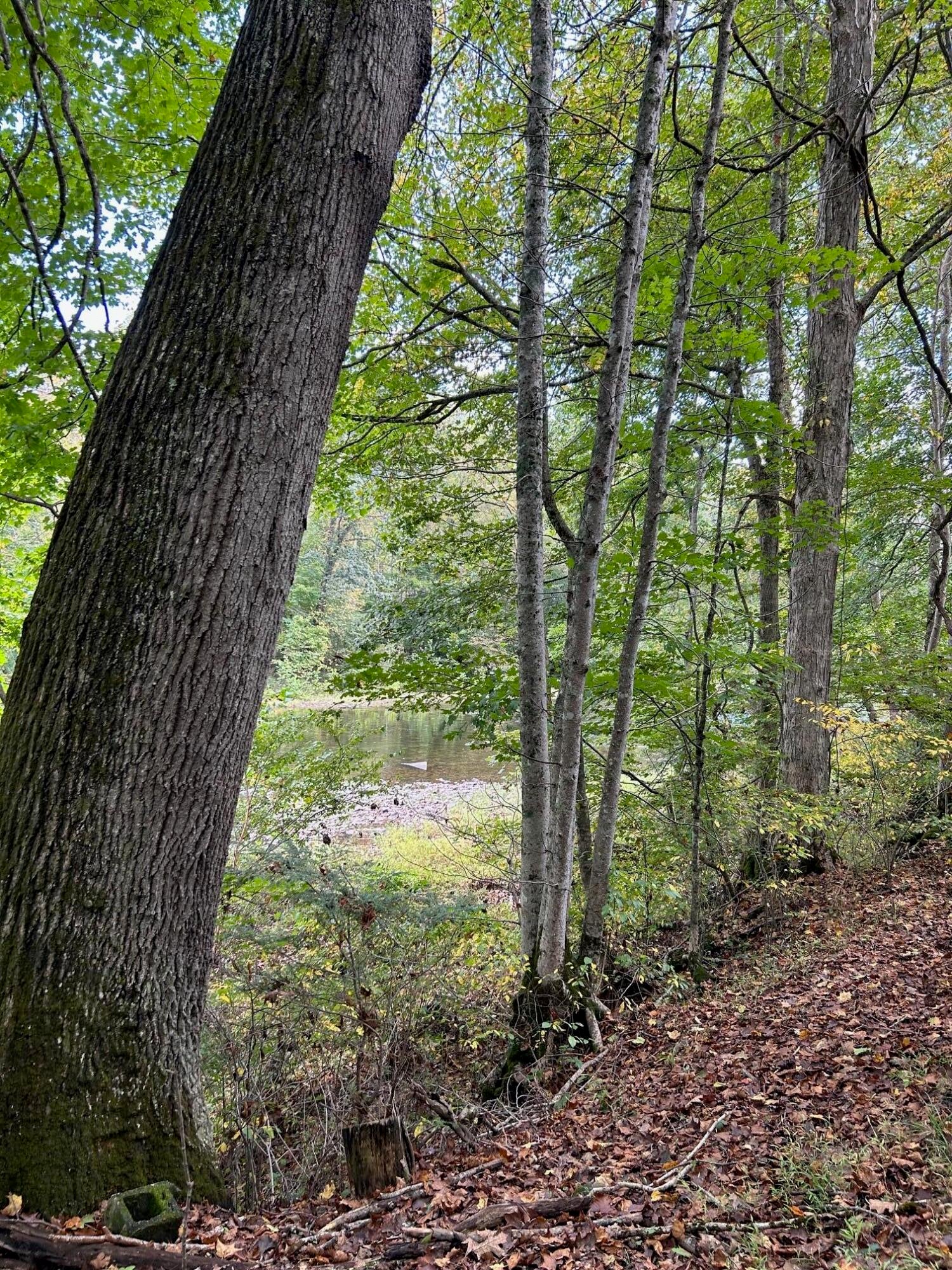 Tbd Keister Road Frankford, WV 24938 - Photo 22 of 40 Gallery Image 22