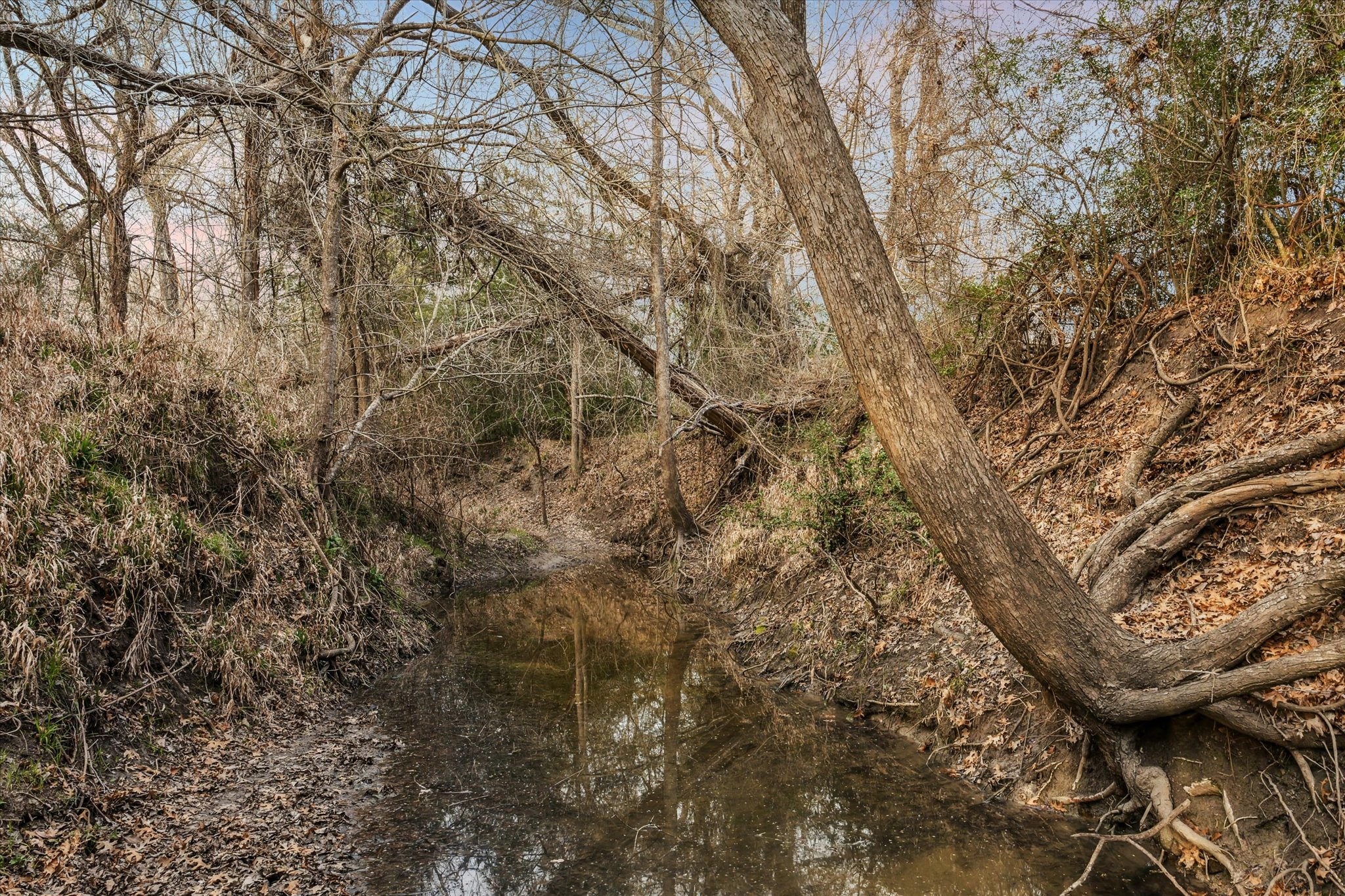 13167 Fm 389 Road Burton, TX 77835 - Photo 47 of 49 a view of forest
