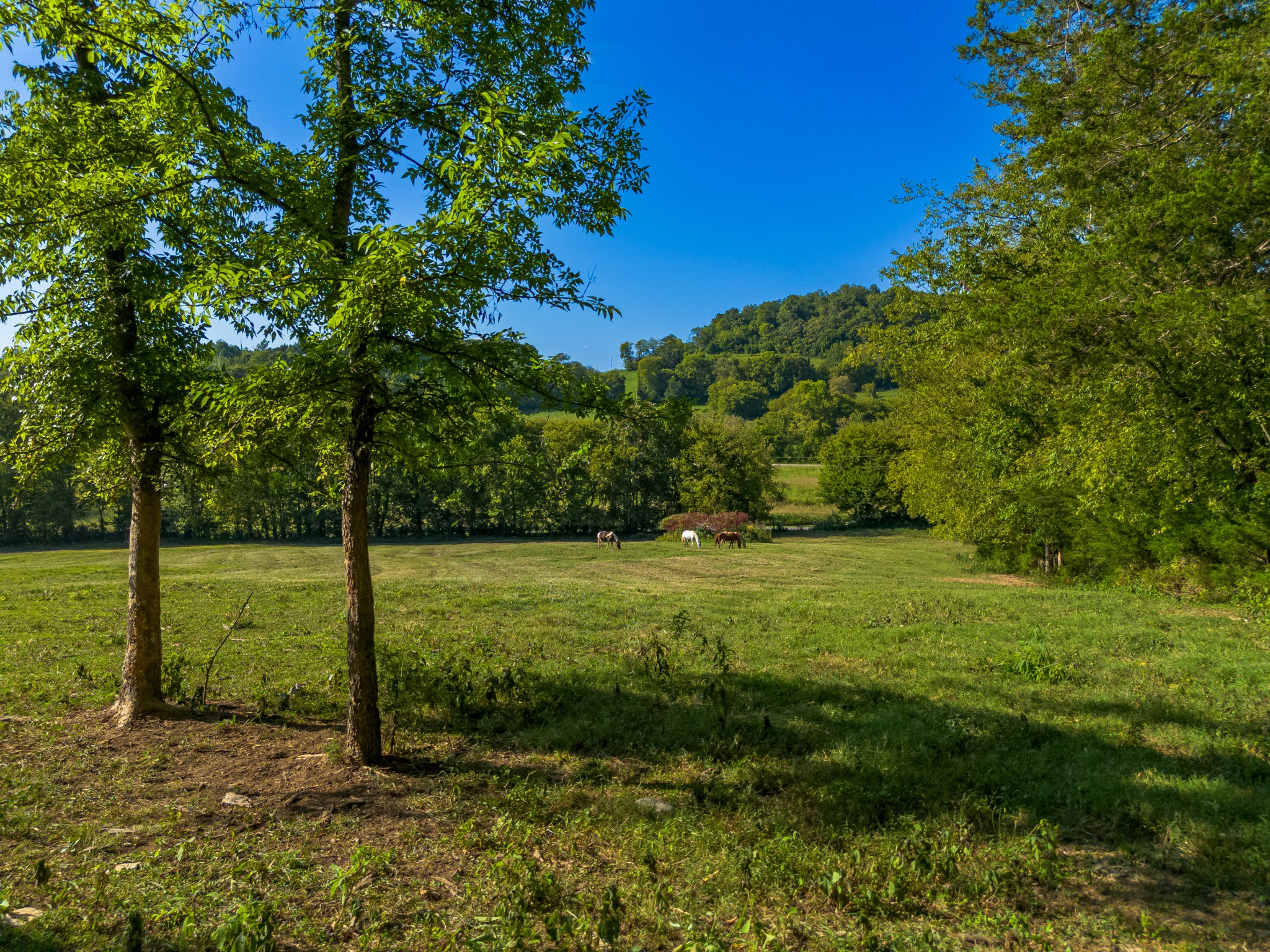 0 Hatchett Hollow Road Cornersville, TN 37047 - Photo 11 of 26 a view of a yard with an trees
