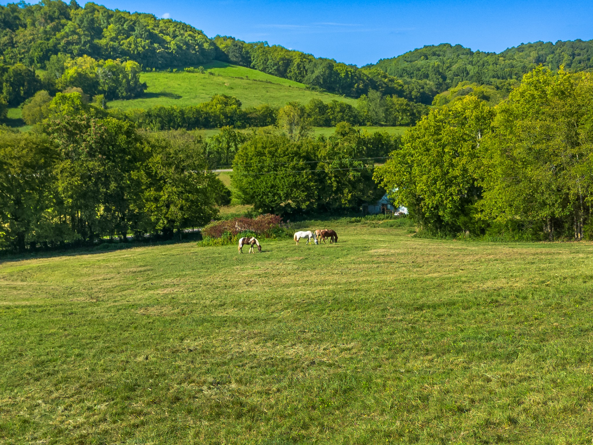 0 Hatchett Hollow Road Cornersville, TN 37047 - Photo 13 of 26 a view of a green yard