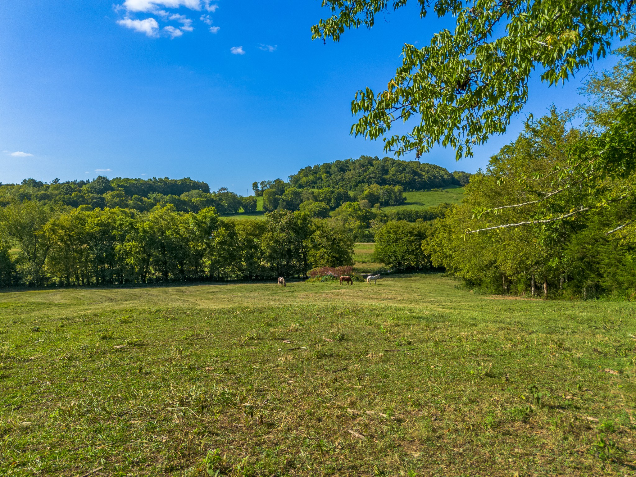 0 Hatchett Hollow Road Cornersville, TN 37047 - Photo 2 of 26 a view of a field with an trees