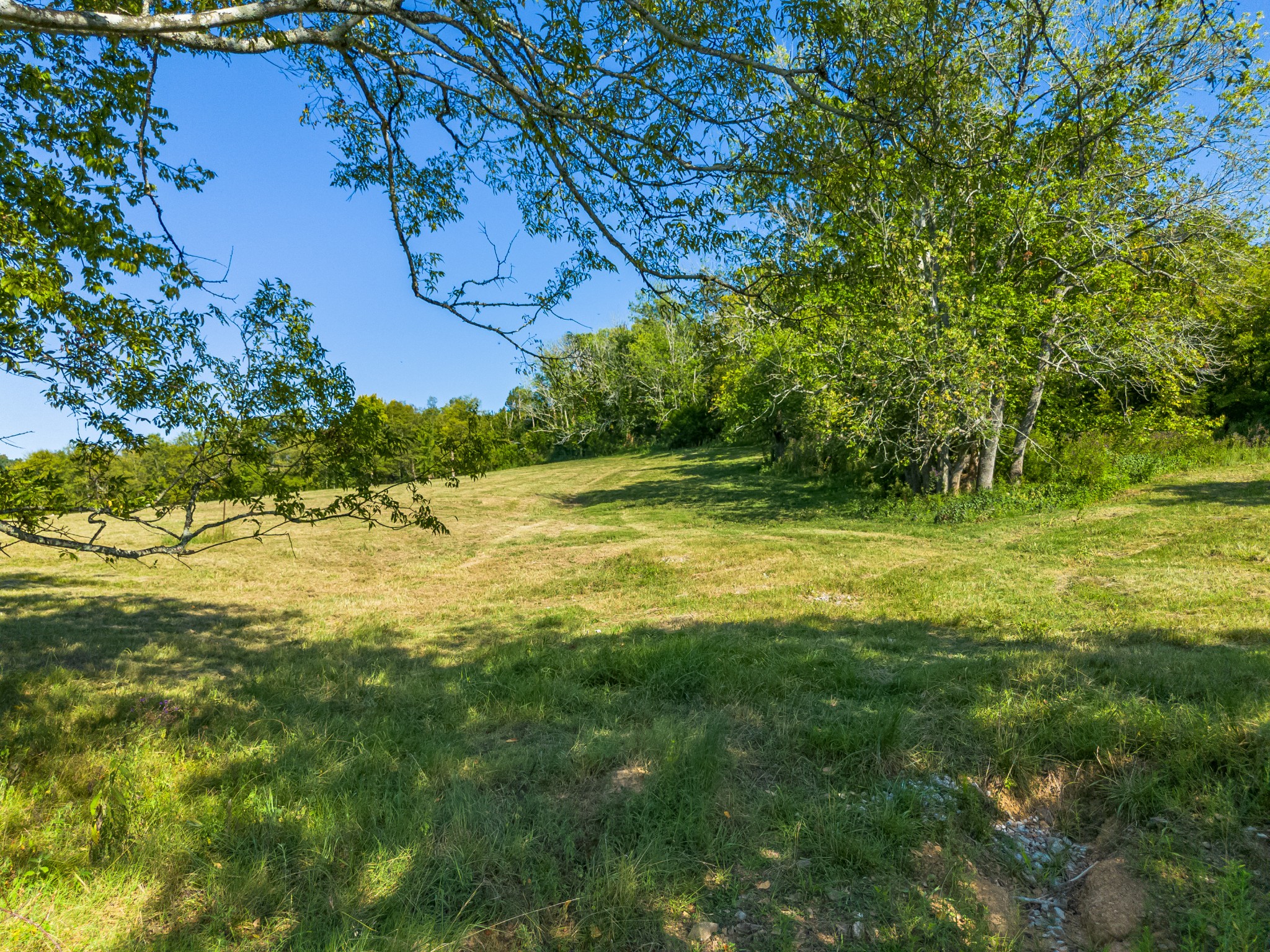 0 Hatchett Hollow Road Cornersville, TN 37047 - Photo 23 of 26 a view of a yard with a tree