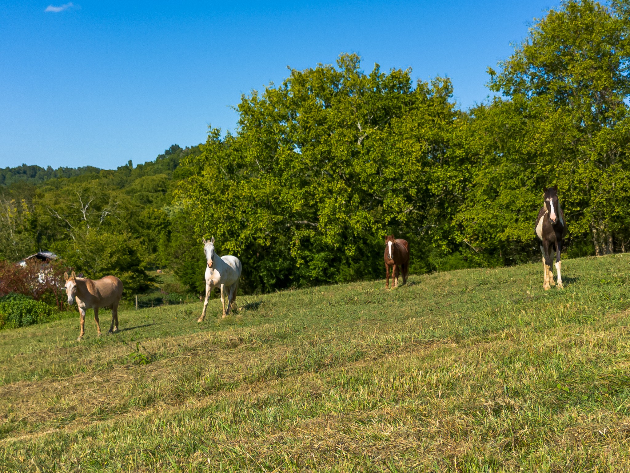 0 Hatchett Hollow Road Cornersville, TN 37047 - Photo 25 of 26 a view of a green field with trees