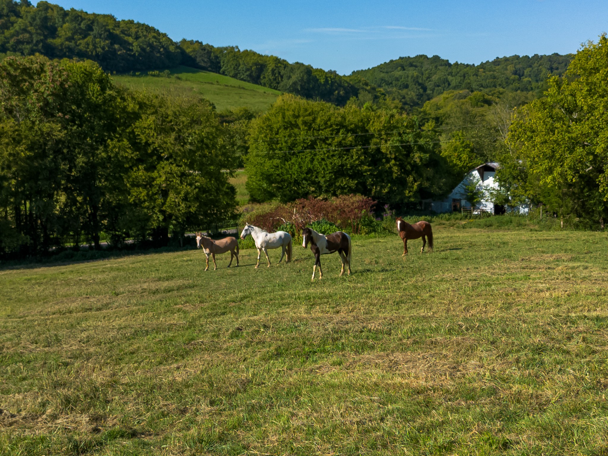 0 Hatchett Hollow Road Cornersville, TN 37047 - Photo 26 of 26 a view of an outdoor space and yard