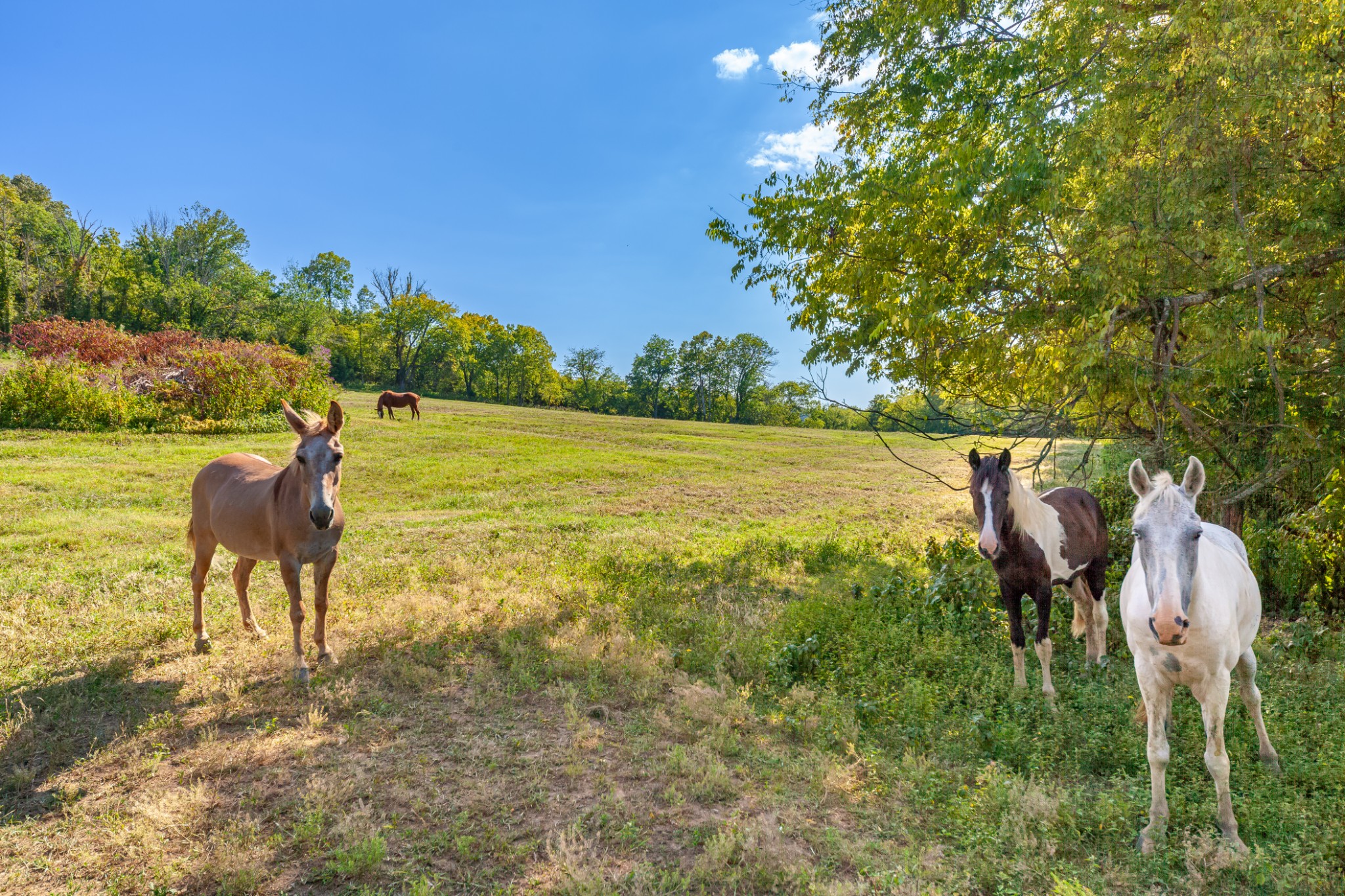 0 Hatchett Hollow Road Cornersville, TN 37047 - Photo 5 of 26 a view of an outdoor space and seating area