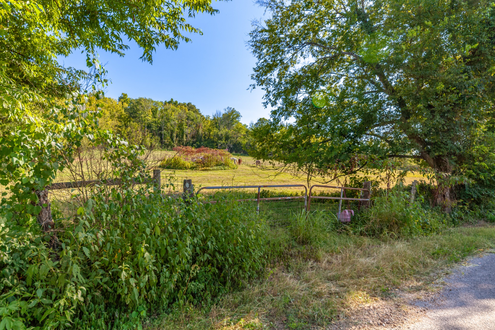 0 Hatchett Hollow Road Cornersville, TN 37047 - Photo 7 of 26 a view of a garden with an trees