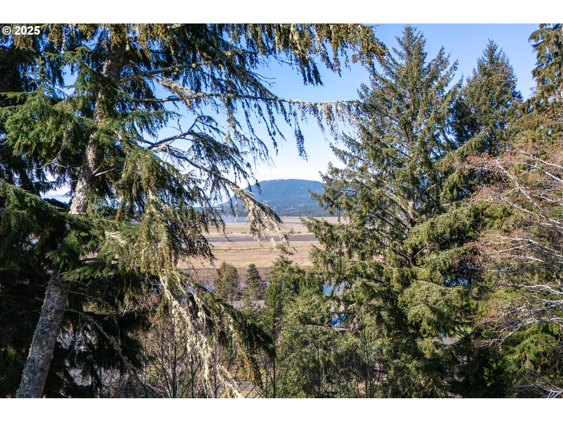 Akin Street, Unit 7300 Wheeler, OR 97147 - Photo 3 of 20 a view of a tree with a yard