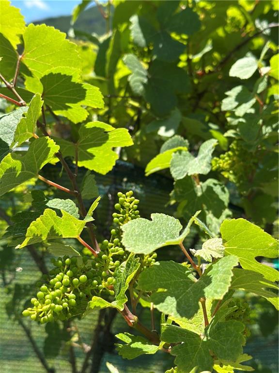 110 Rathgeb Trail Jasper, GA 30143 - Photo 59 of 62 a close up of a flower