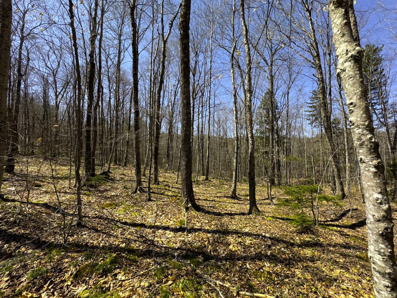 0 Butz Road Granville, VT 05747 - Photo 21 of 59 Gallery Image 21