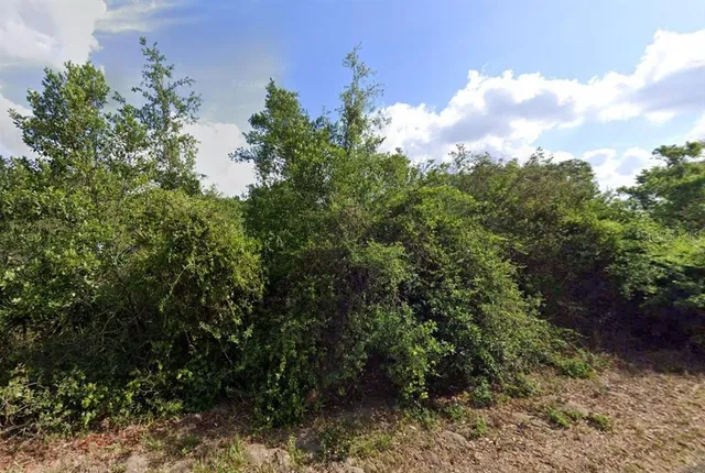 a view of a bunch of trees