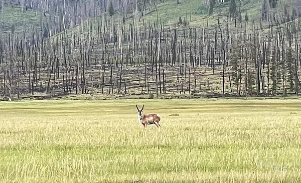 $2,500,000 | 21 Stanley Id 83278, Stanley, ID 83278