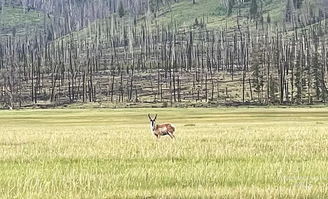 $2,500,000 | 21 Stanley Id 83278, Stanley, ID 83278