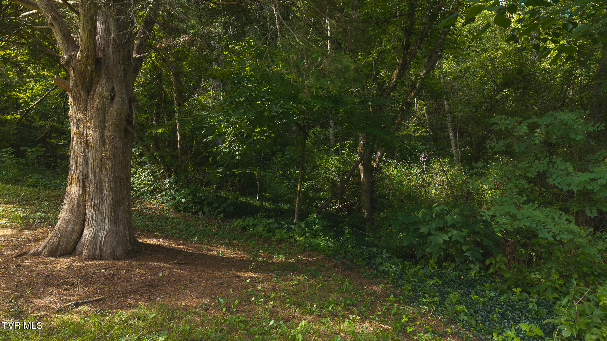 0 Gravely Valley Road Eidson, TN 37731 - Photo 22 of 36 DJI_20250716171601_0769_D