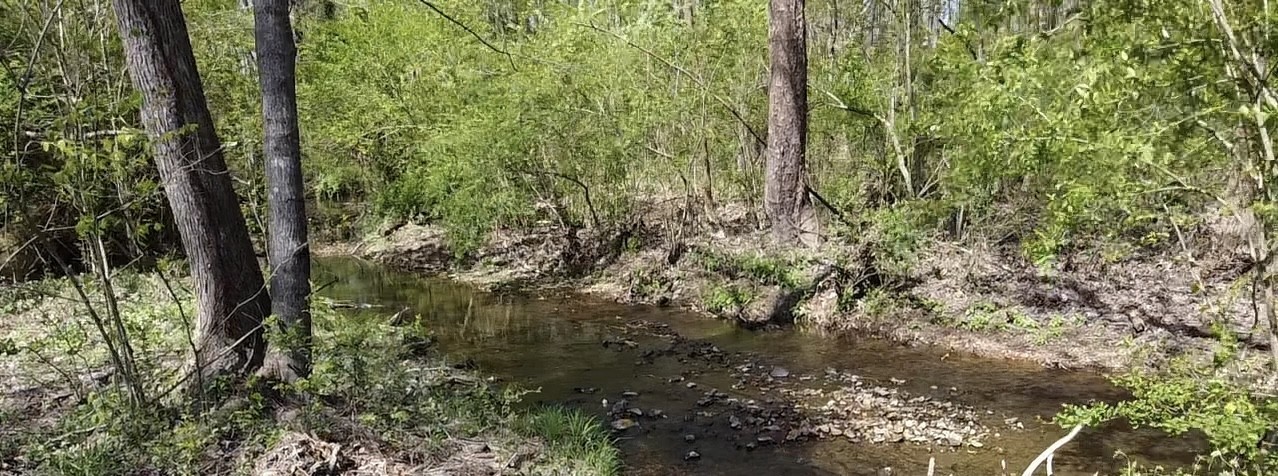 1260 Toy Denny Road Bradyville, TN 37026 - Photo 3 of 30 a close up of a plant