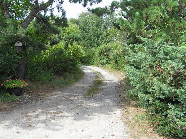 10 Brace Cove Gloucester, MA 01930 - Photo 12 of 13 a view of a forest with trees