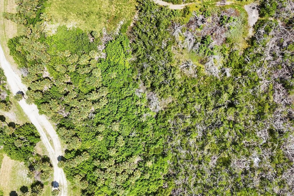 6040 Palm Point Way Boca Grande, FL 33921 - Photo 11 of 27 a view of a tree