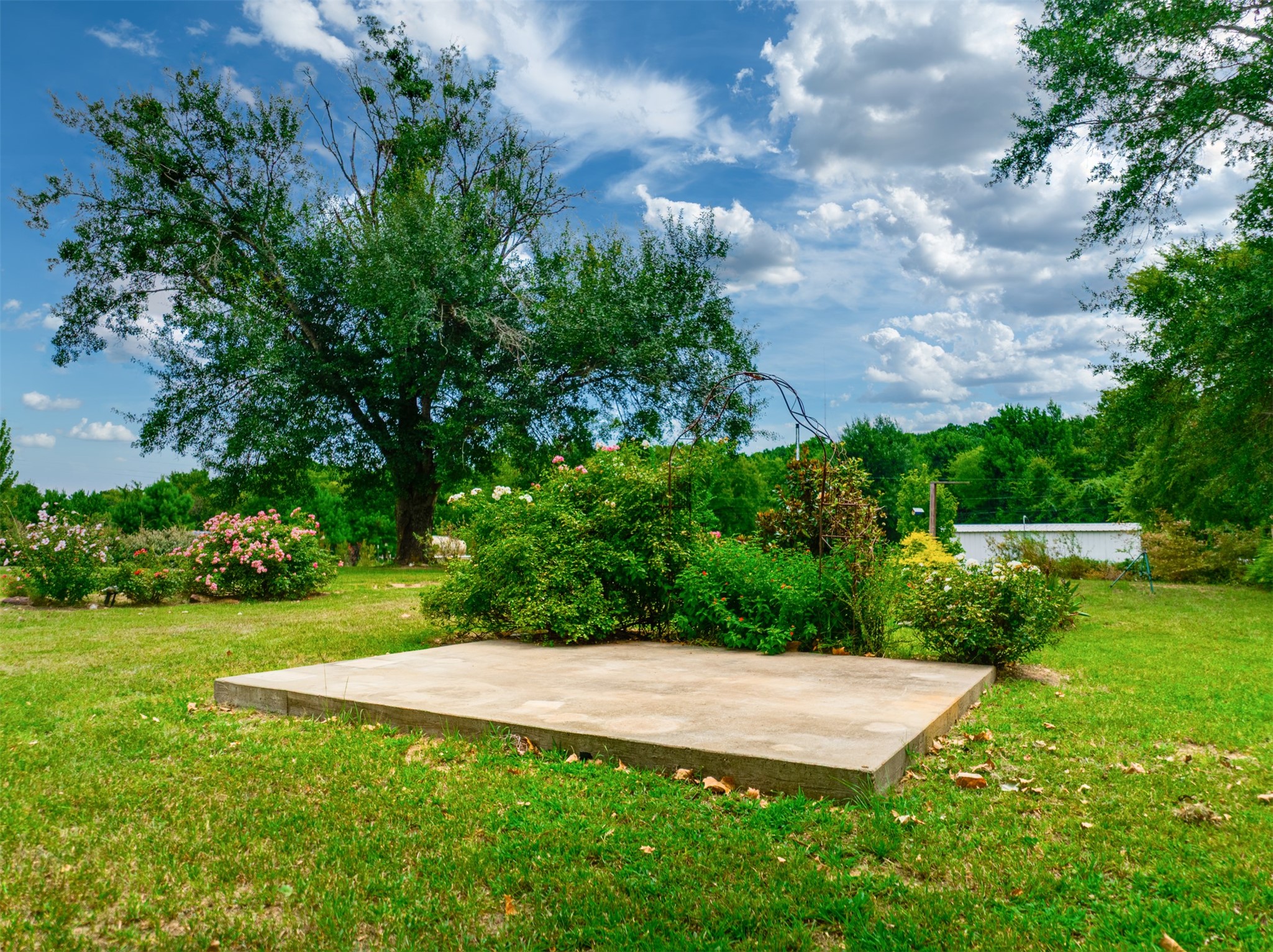 531 County Road 3501 Cuney, TX 75759 - Photo 12 of 45 a view of a yard with an tree