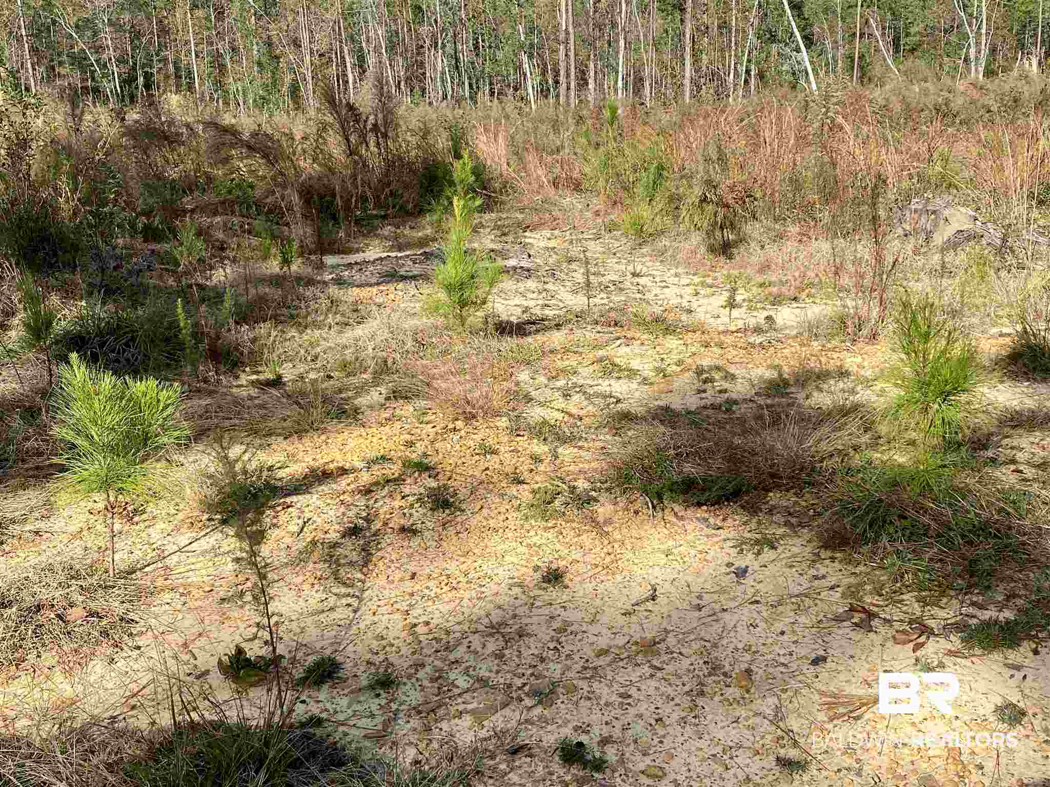 0 County Road 19 Chatom, AL 36518 - Photo 14 of 18