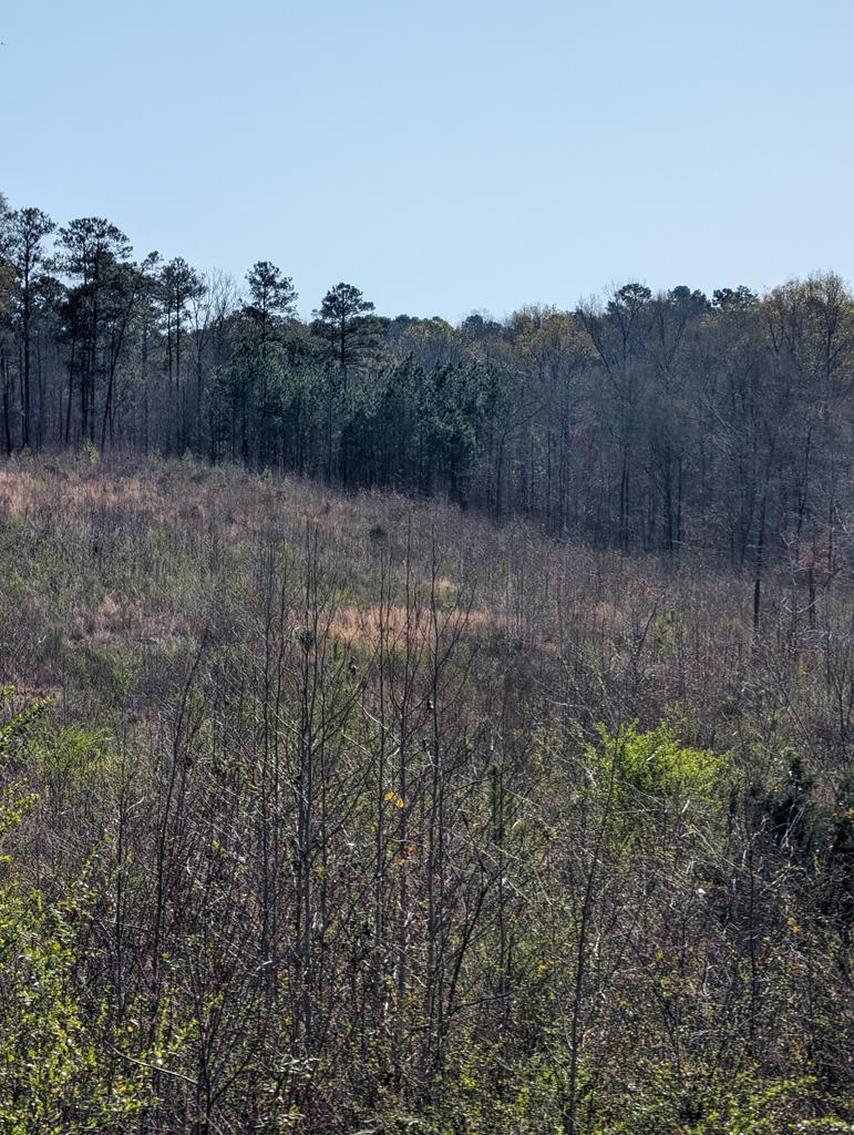 4300 River Fork Road Waterloo, SC 29384 - Photo 2 of 11