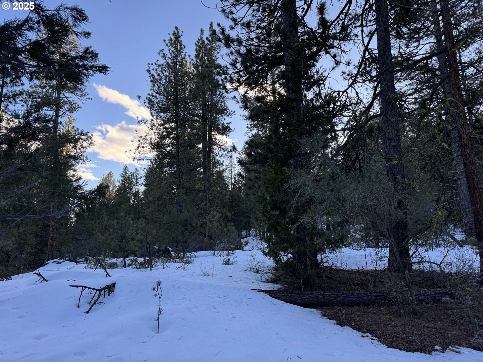 a view of a backyard with a tree